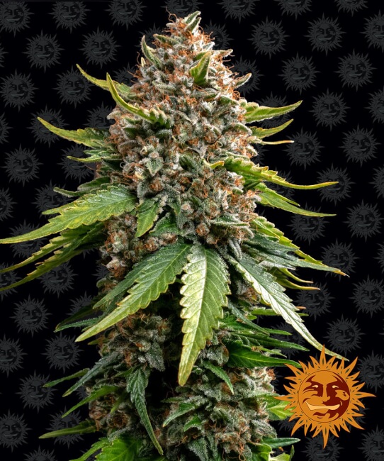 White Widow XXL Auto Feminised Seeds product image