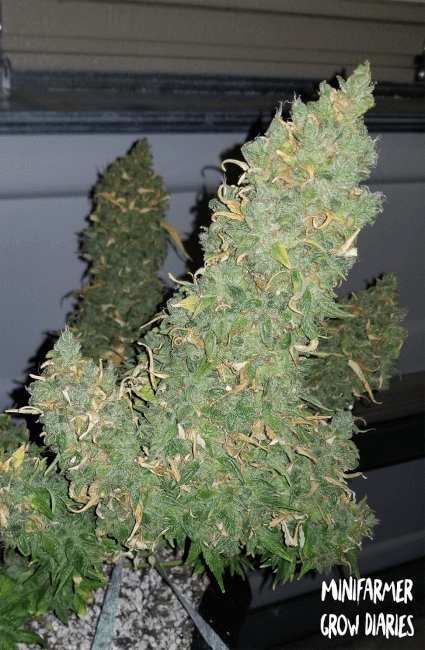 Heisenberg Special Auto Feminised Seeds product image