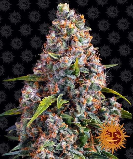 Strawberry Cheesecake Auto Feminised Seeds product image