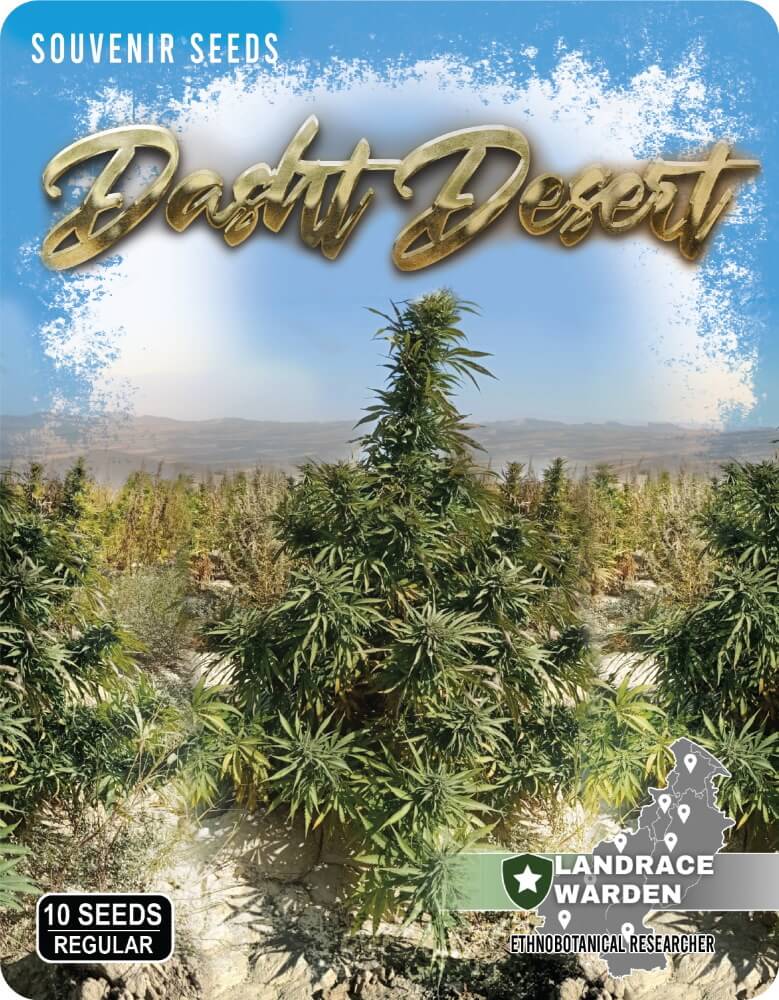 Dasht Desert Regular Seeds product image