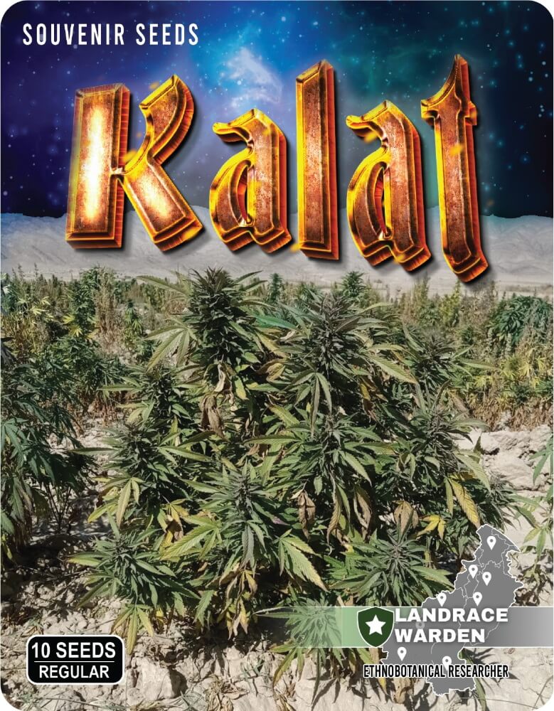 Kalat Regular Seeds product image