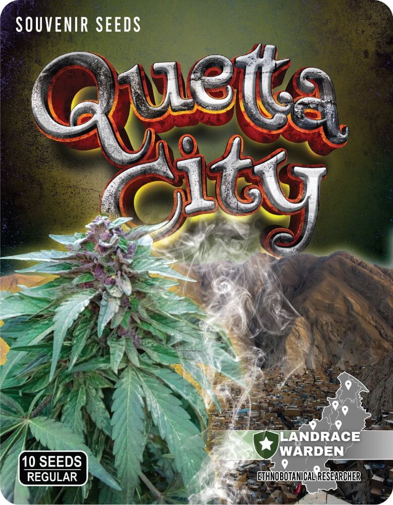 Quetta City Regular Seeds product image