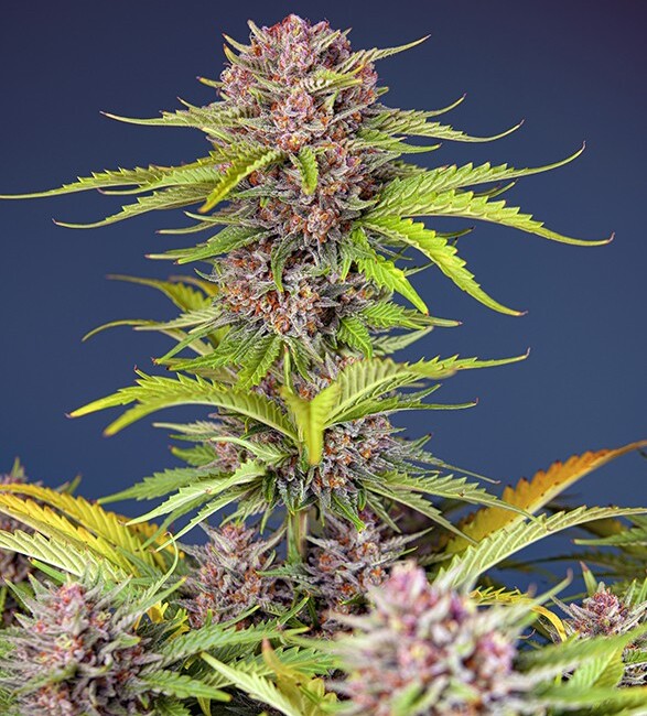 Mimosa Bruce Banner XL Auto Feminised Seeds product image