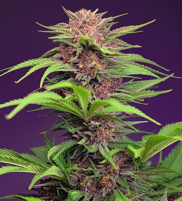 Red Mimosa XL Auto Feminised Seeds product image