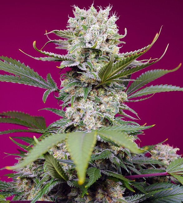 Sweet Mandarine Zkittlez XL Auto Feminised Seeds product image