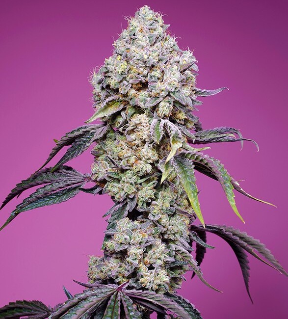 Sweet Mandarine Zkittlez F1 Fast Version Feminised Seeds product image