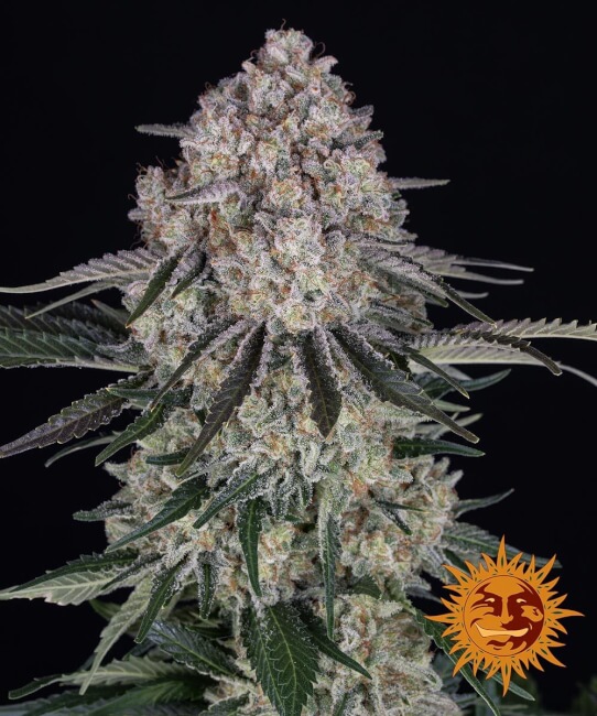 Sour Diesel Auto Feminised Seeds product image