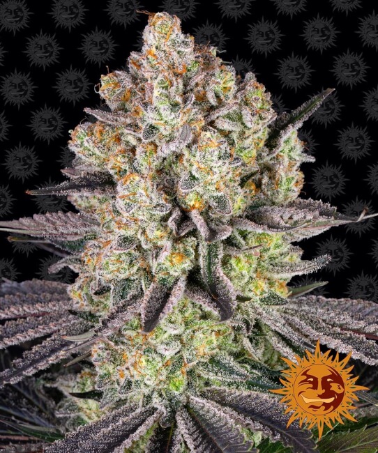 Runtz Feminised Seeds product image