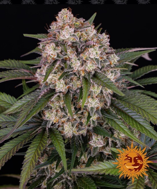 OG Kush Auto Feminised Seeds product image