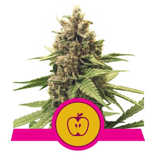 Apple Fritter Feminised Seeds product image