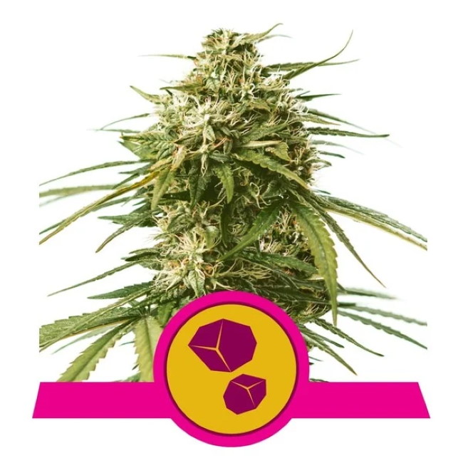 Gushers Feminised Seeds product image