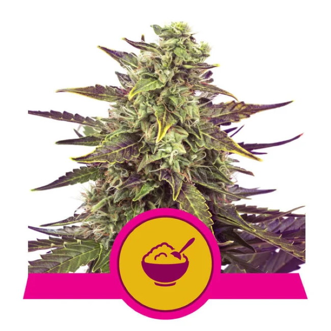 Cereal Milk Feminised Seeds product image