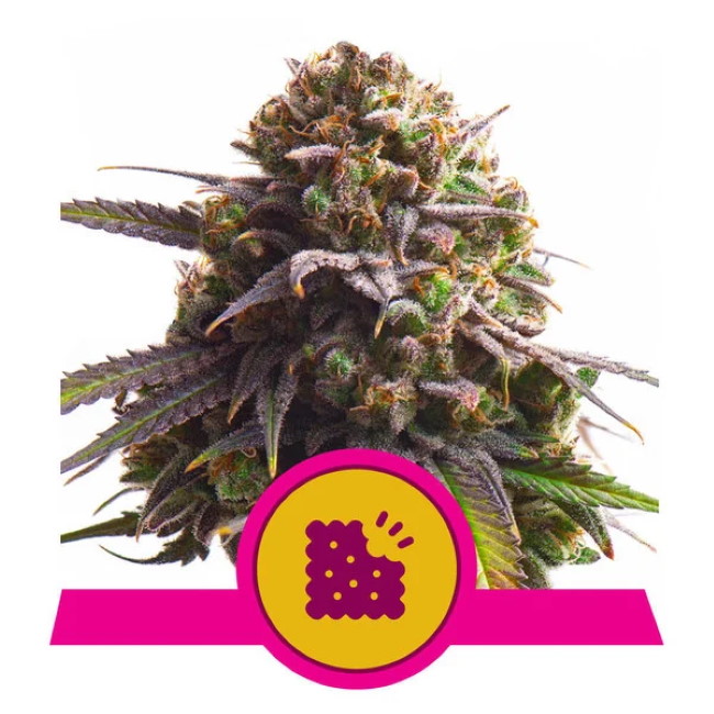 Biscotti Feminised Seeds product image