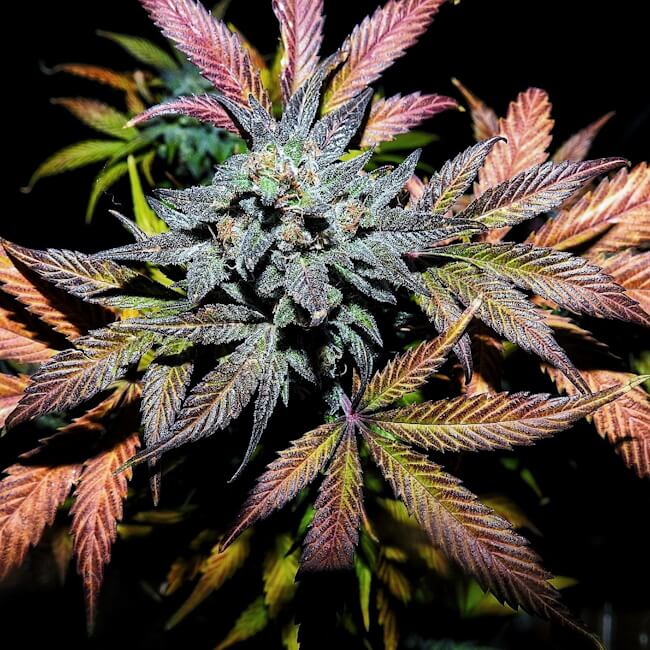 Pinot Noir Auto Feminised Seeds product image