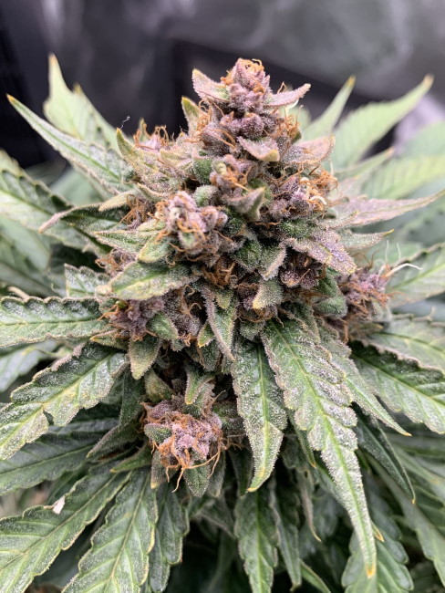 Forgotten Strawberries Auto Feminised Seeds product image