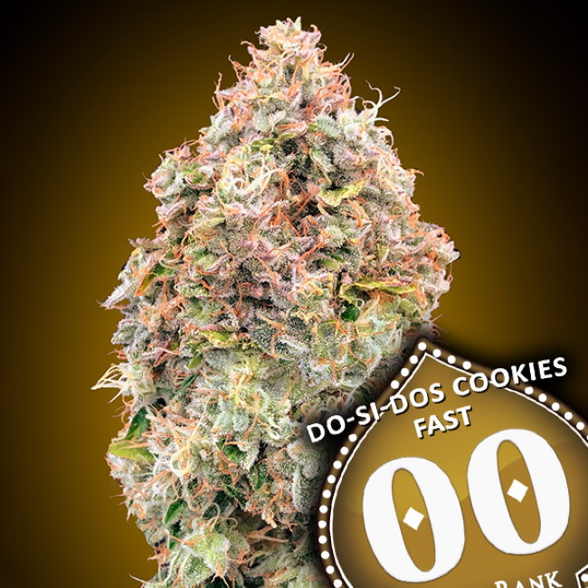 Do-Si-Dos Cookies FAST Feminised Seeds product image