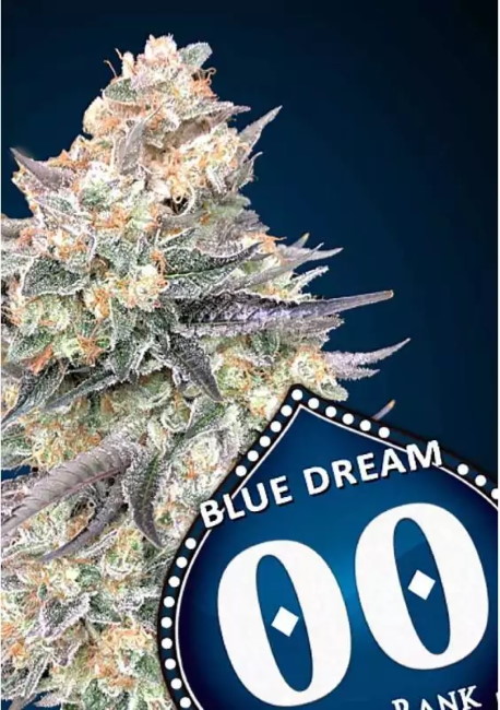 Blue Dream FAST Feminised Seeds product image