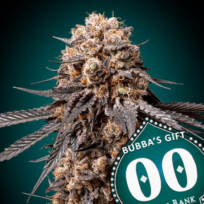 Bubba's Gift Feminised Seeds product image