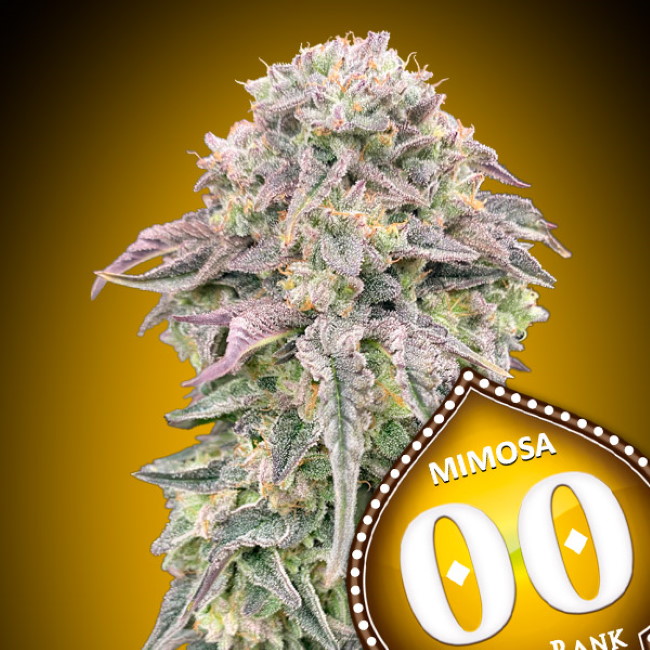 Mimosa Feminised Seeds product image