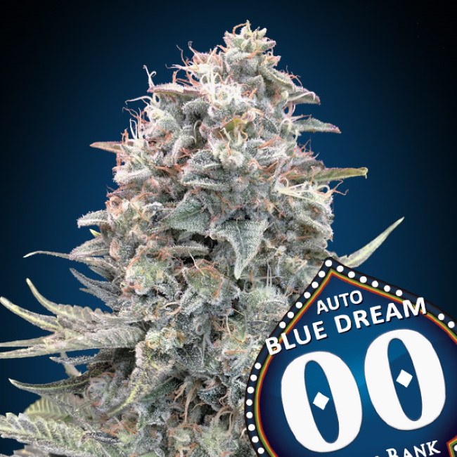 Blue Dream Auto Feminised Seeds product image