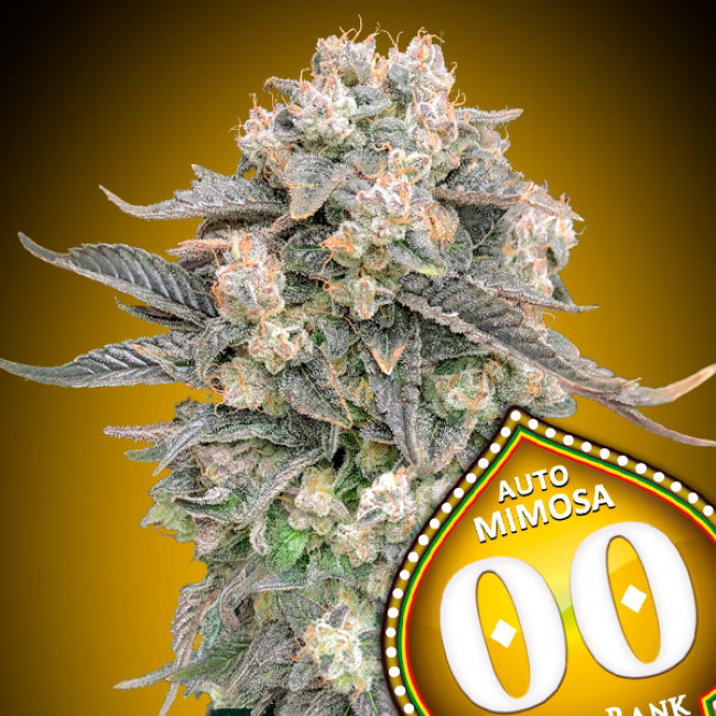 Mimosa Auto Feminised Seeds product image