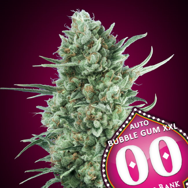 Bubble Gum XXL Auto Feminised Seeds product image