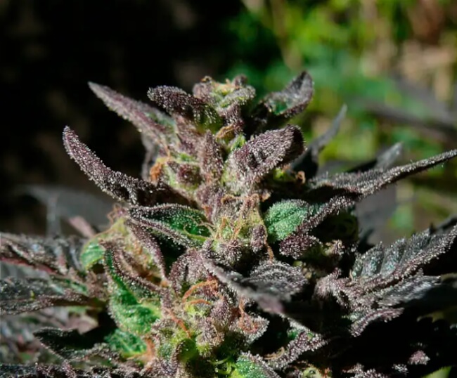 Grand Daddy Purple Feminised Seeds product image