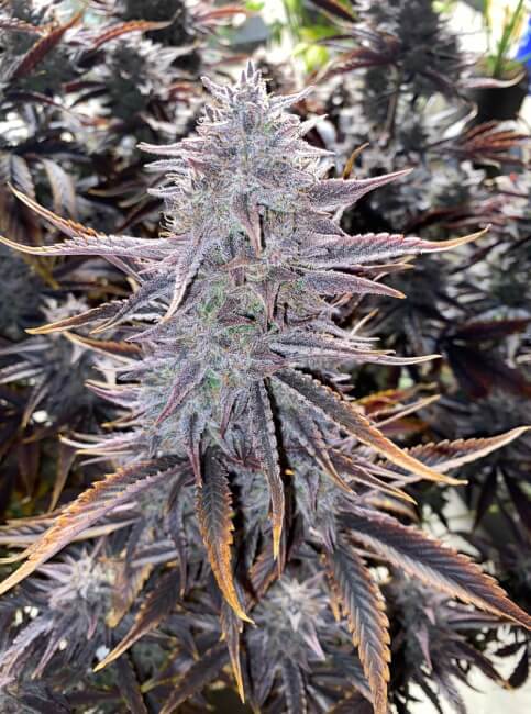 Ghost Toof Auto Feminised Seeds product image