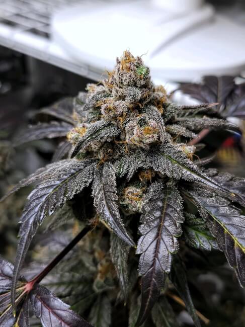 Ravenberry Auto Feminised Seeds product image