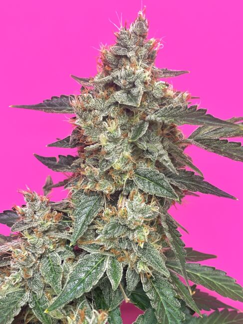 Aunt Ginny's Elixir CBD Auto Feminised Seeds product image