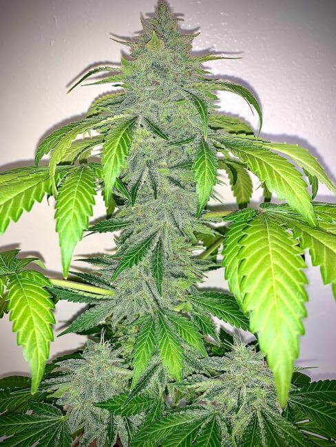 Deez Nuggs Auto Feminised Seeds product image