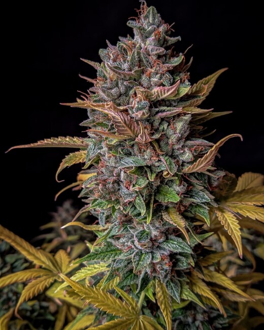 Orange Biscuits Auto Feminised Seeds product image