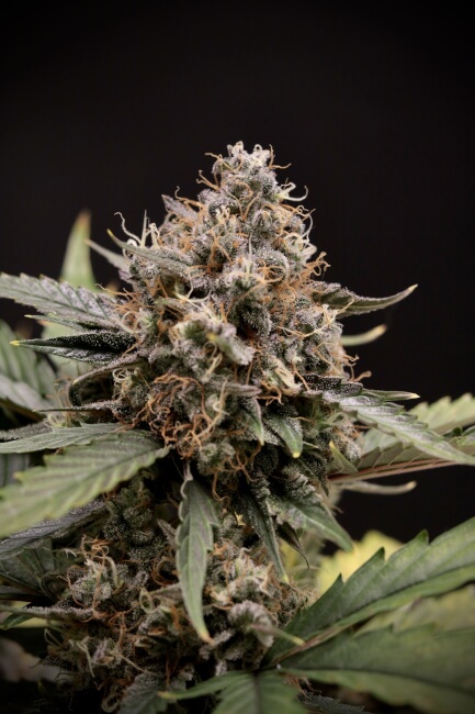 Sweet 'n' Sour Auto Feminised Seeds product image
