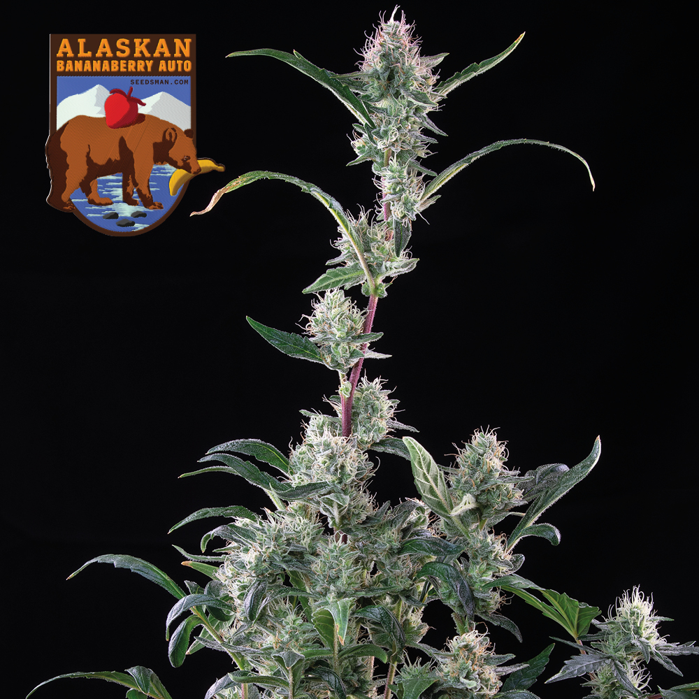 Alaskan Bananaberry Auto Feminised Seeds product image