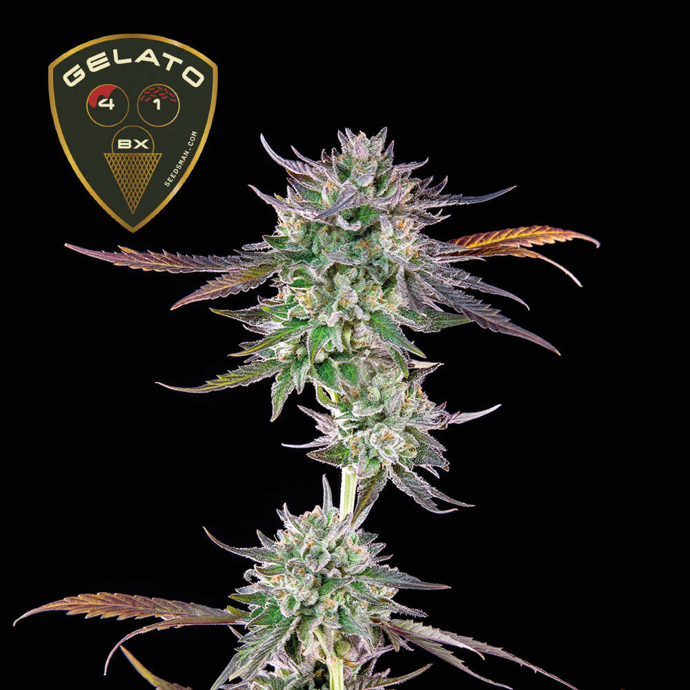 Gelato 41 BX Feminised Seeds product image
