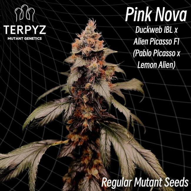 Pink Nova Regular Seeds product image