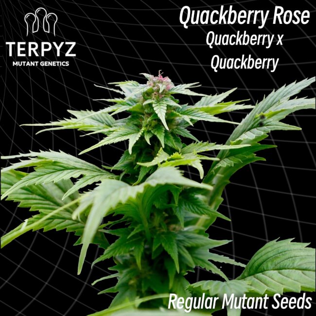 Quackberry Rose Regular Seeds product image