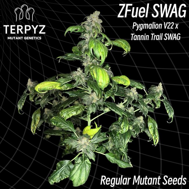 Zfuel Swag Regular Seeds product image