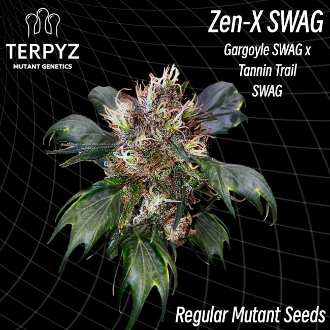 Zen-X Swag Regular Seeds product image