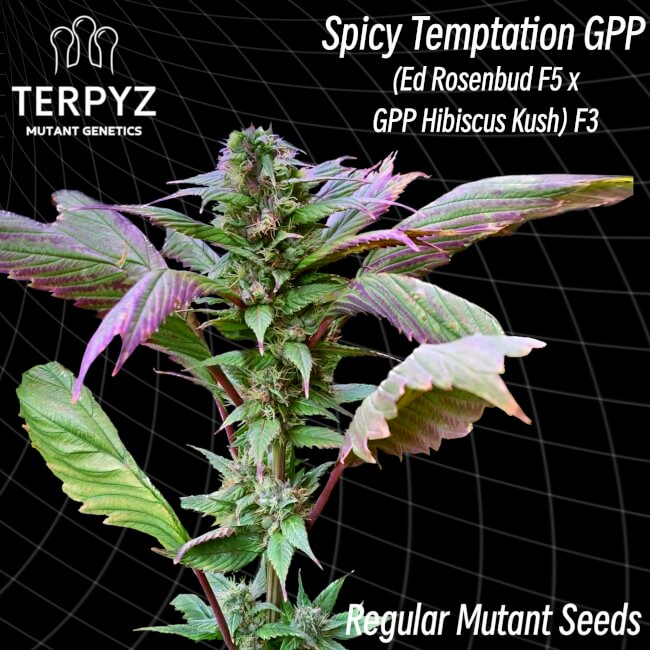 Spicy Temptation GPP Regular Seeds product image
