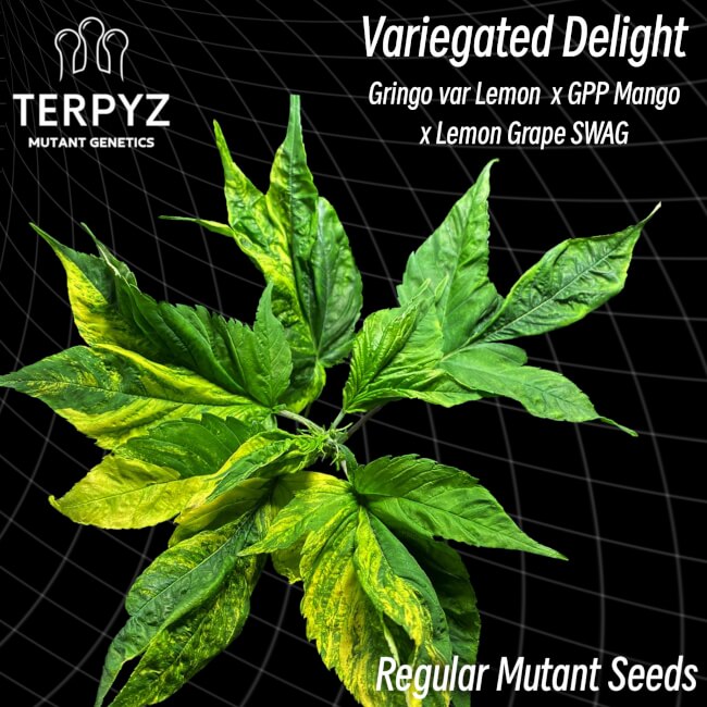 Variegated Delight Regular Seeds product image