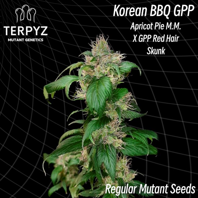 Korean BBQ GPP Regular Seeds product image