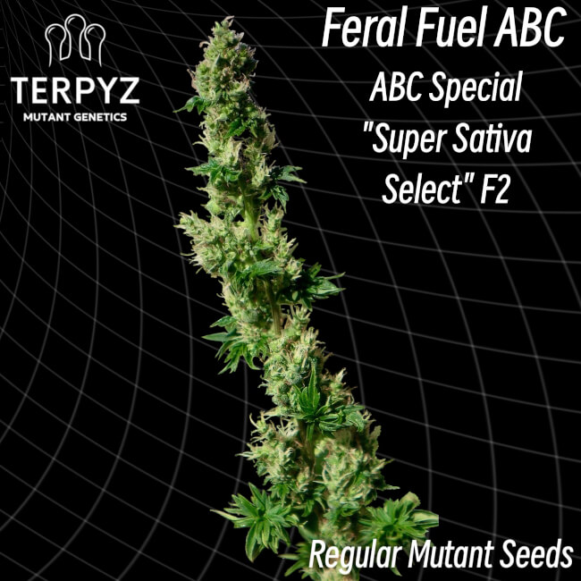 Feral Fuel ABC Regular Seeds product image
