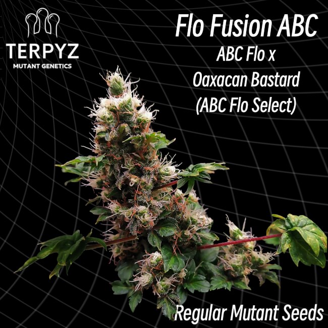 Flo Fusion ABC Regular Seeds product image