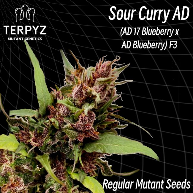 Sour Curry AD Regular Seeds product image