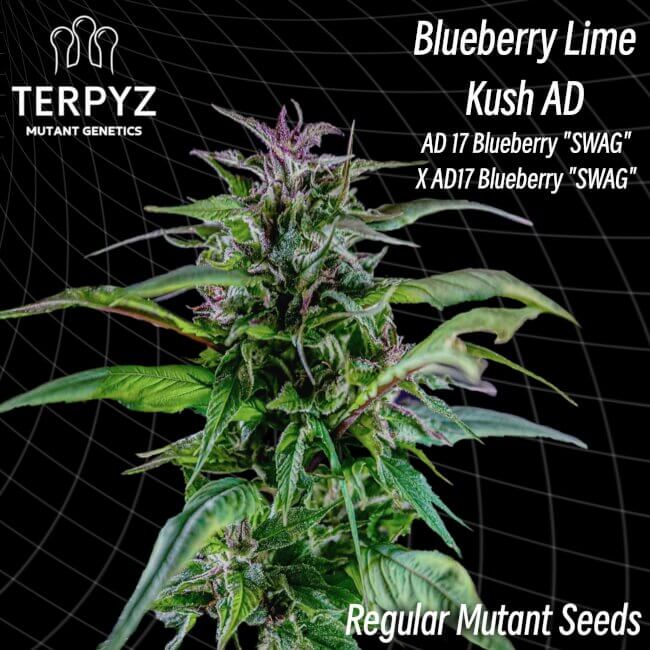 Blueberry Lime Kush AD Regular Seeds product image
