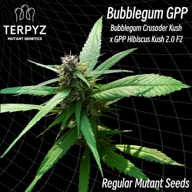 Bubblegum GPP Regular Seeds product image