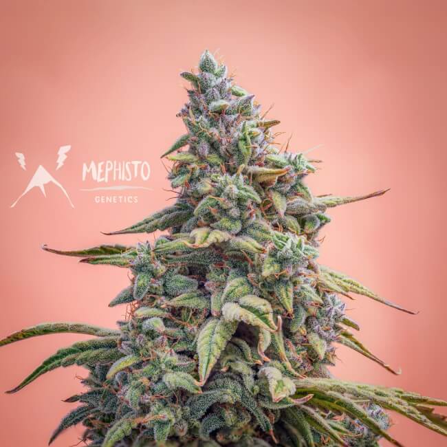 Canna-Cheese CBD 1:1 Auto Feminised Seeds product image