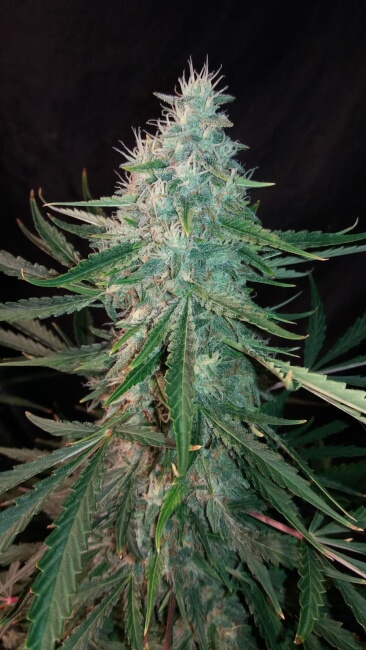 ManBearAlienPig Auto Feminised Seeds product image