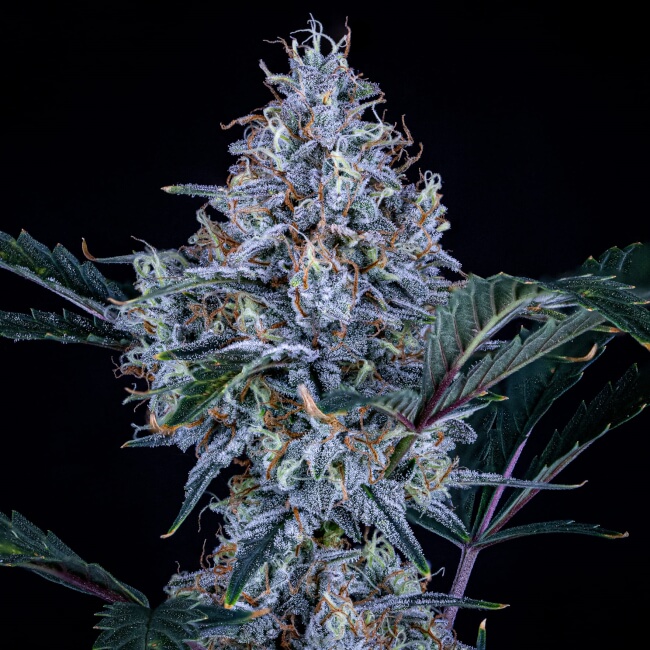 Sundae Thumper Auto Feminised Seeds product image